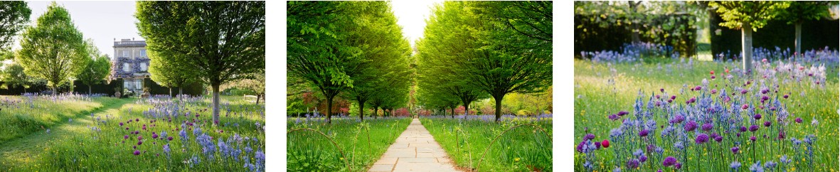 Wildflower meadow montage2
